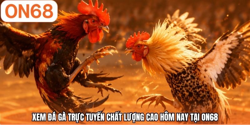 Xem đá gà trực tuyến chất lượng cao hôm nay tại ON68